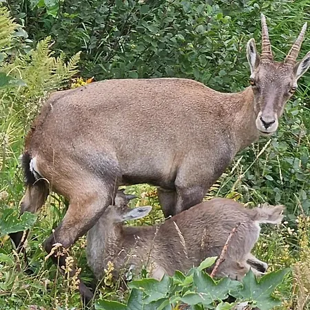 Giuly & Snow Relax Fronte Piste דירה אפריקה